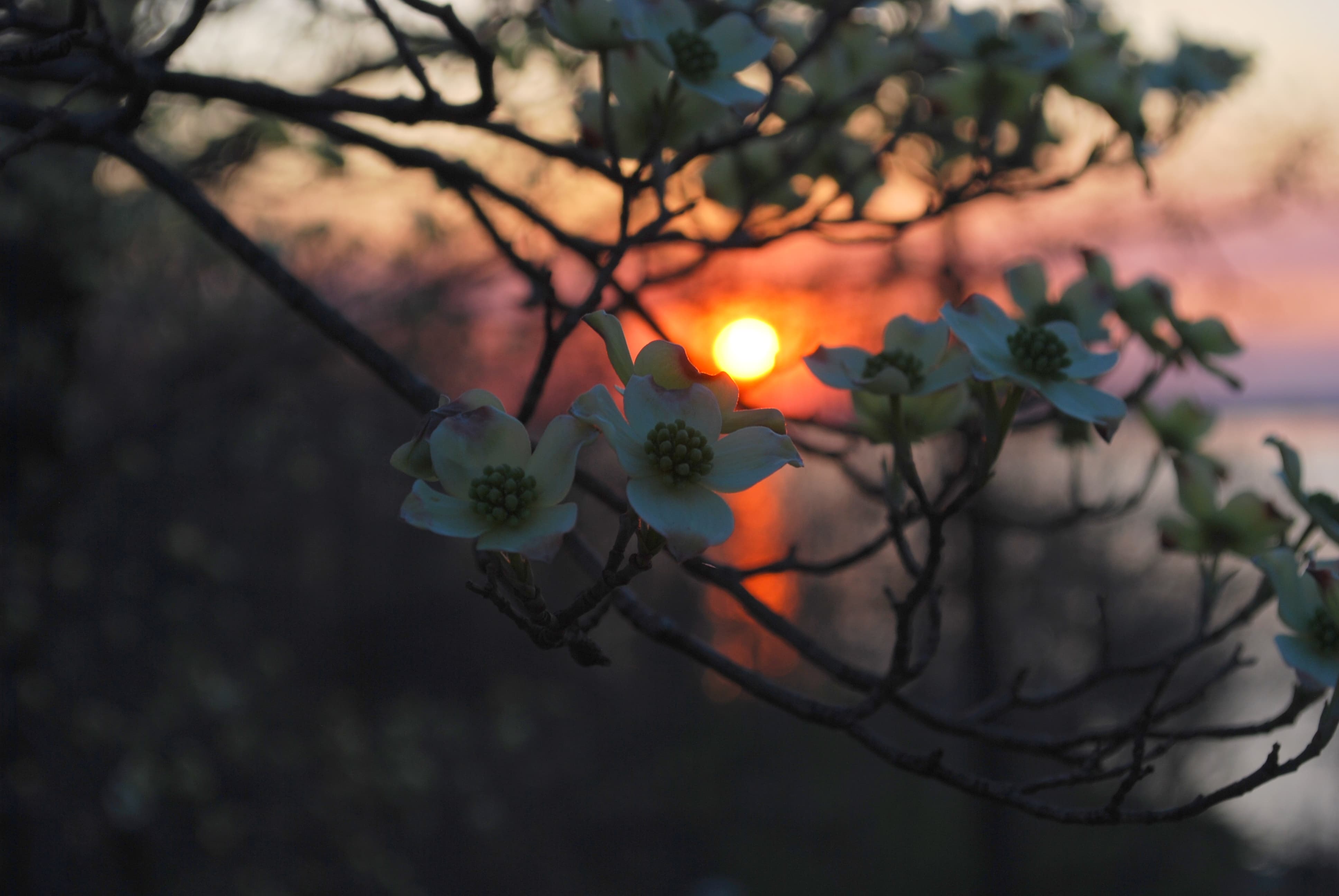 Sunset Through the Dogwood Blossoms