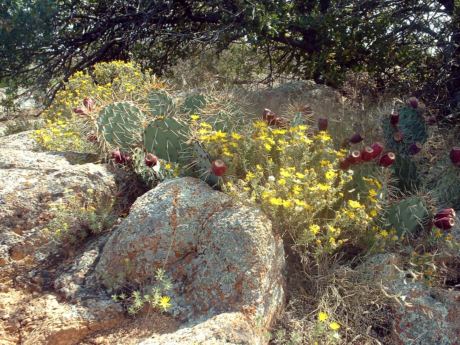 Prickly Pear Cactus