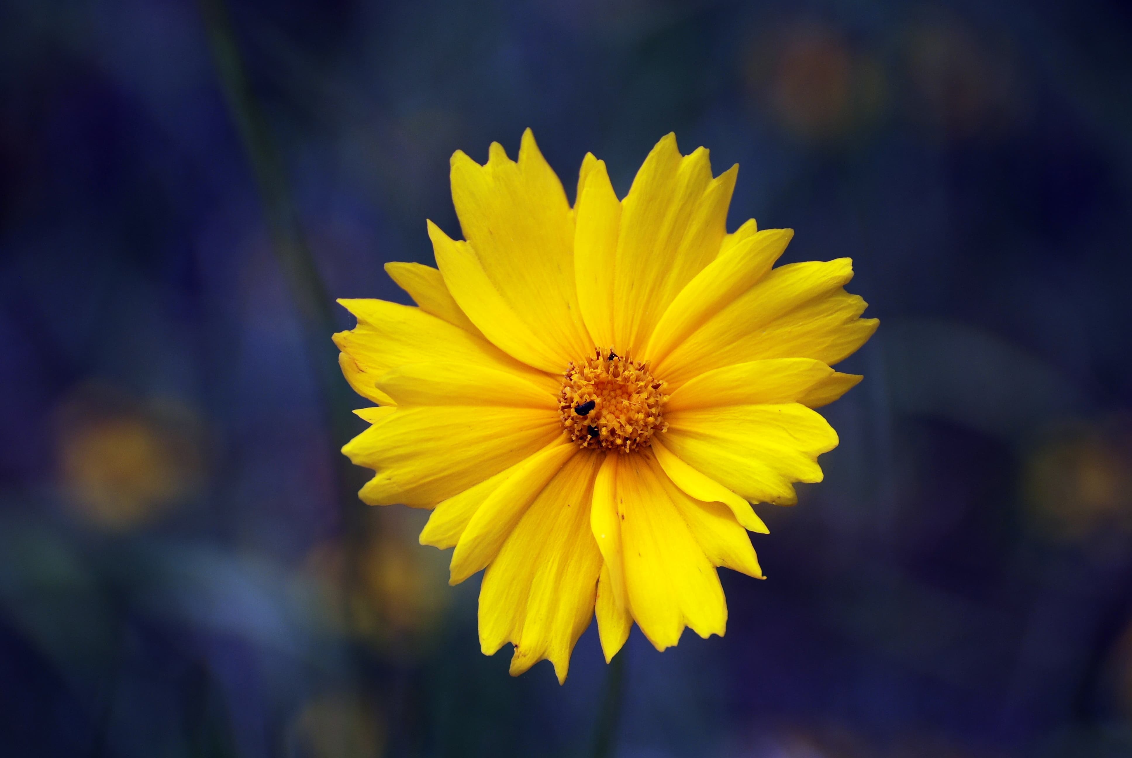 Lanceleaf Coreopsis