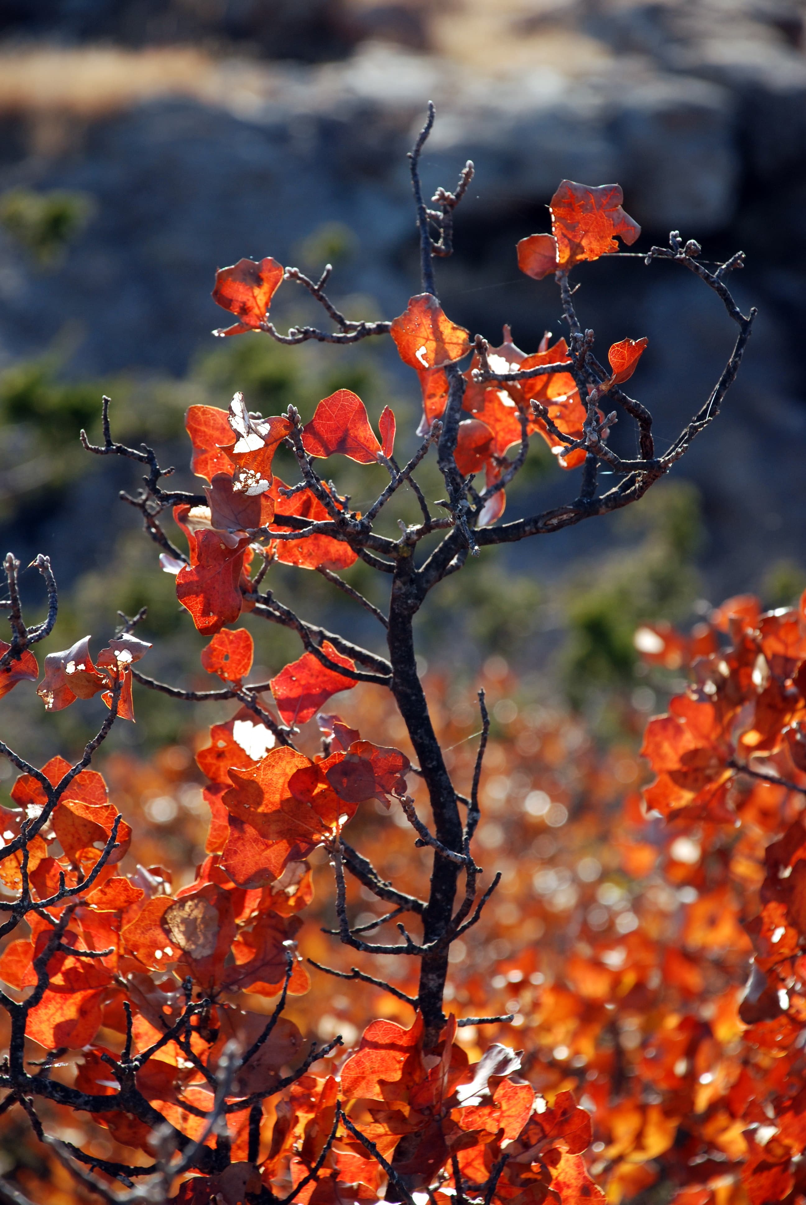 Scrub Oak Tree in Autumn