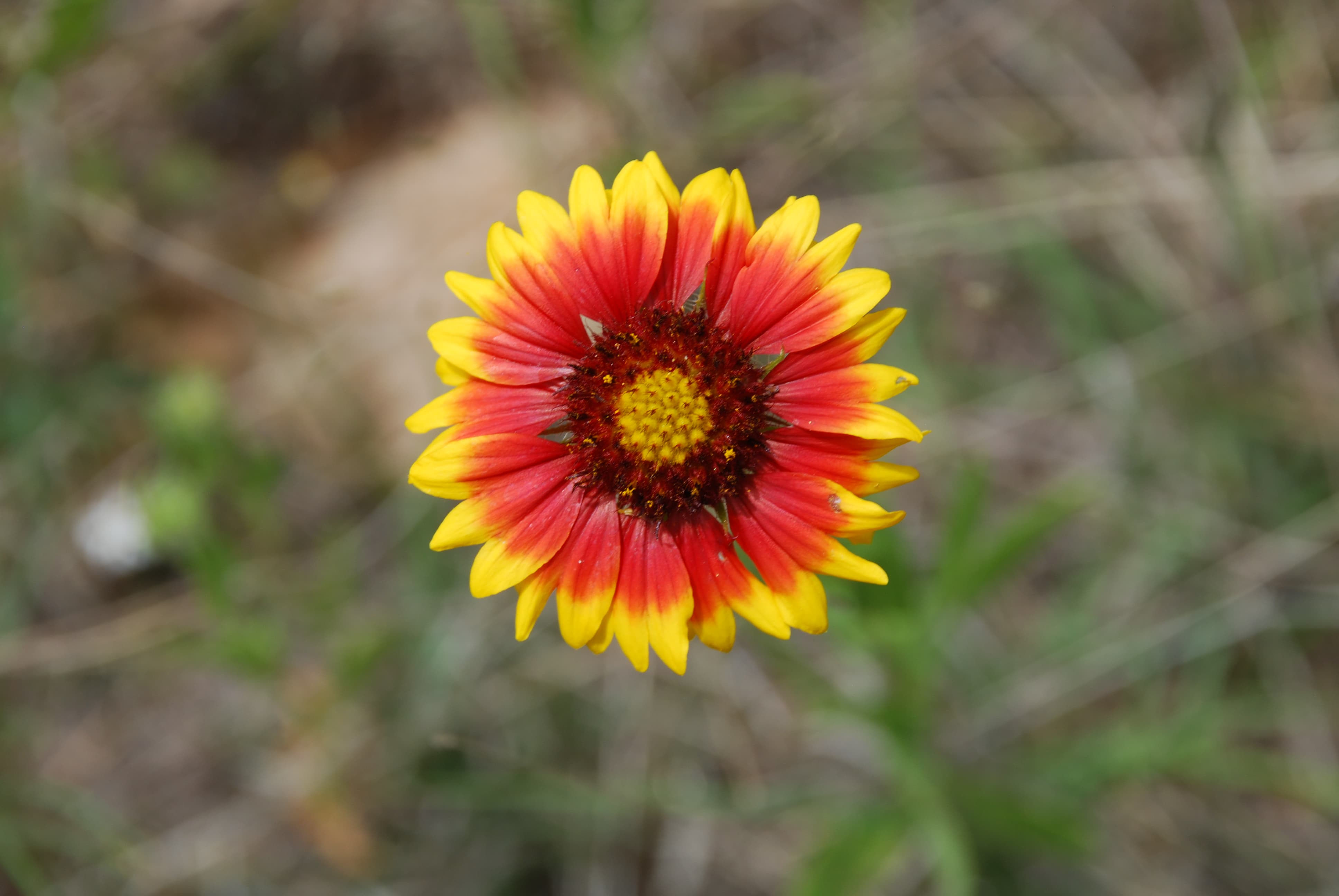 Indian Blanket