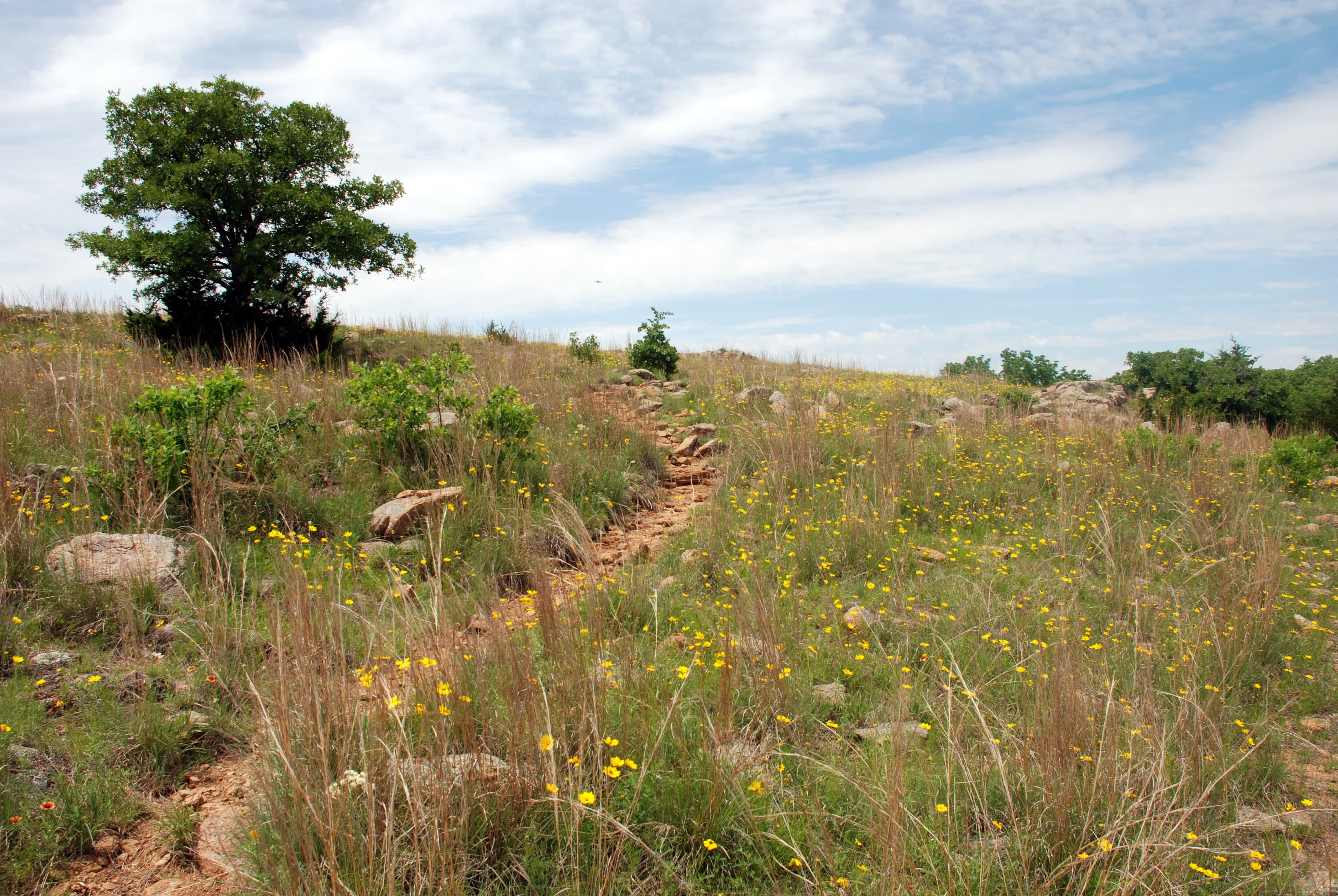 On the Bison Trail