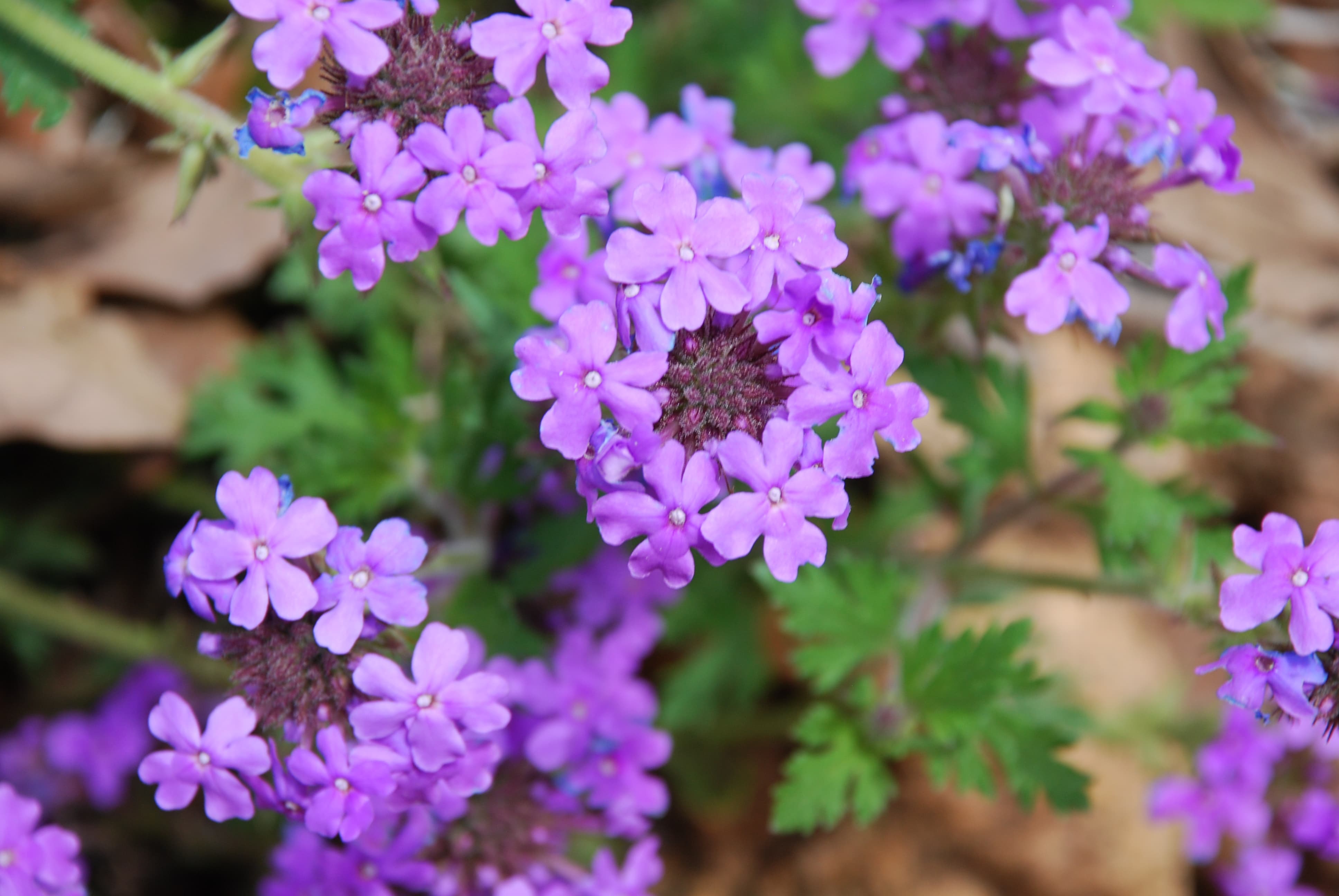 Prairie Verbena