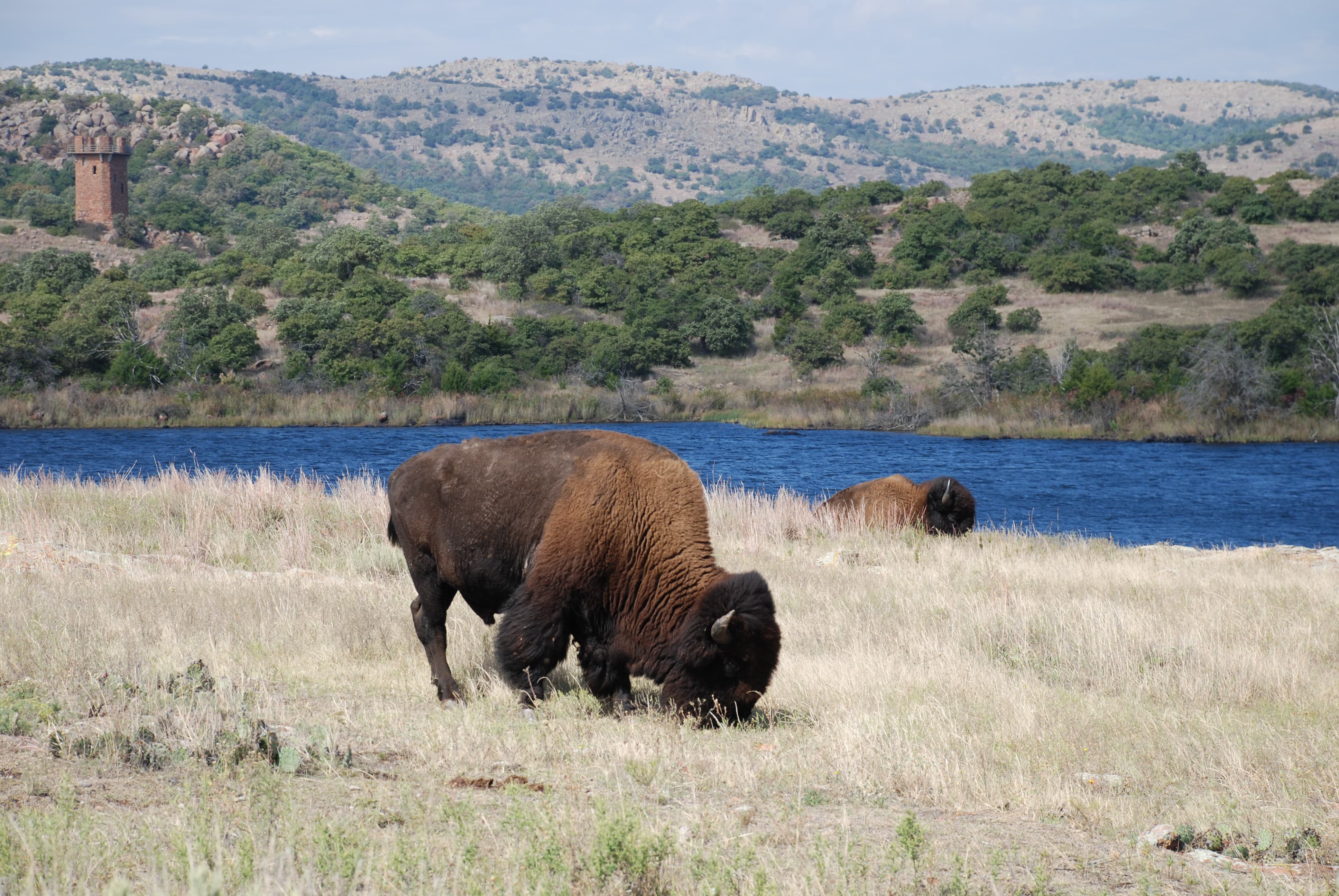 Grazing Near Jed Johnson Lake