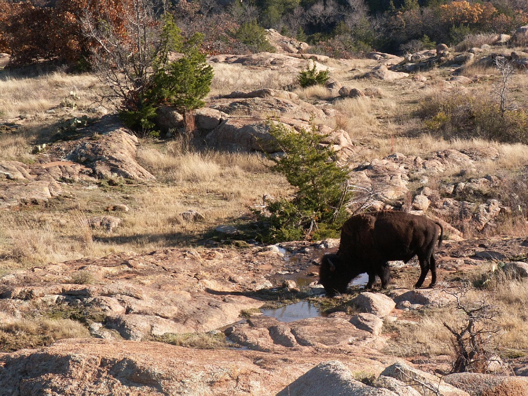 Little Baldy Buffalo