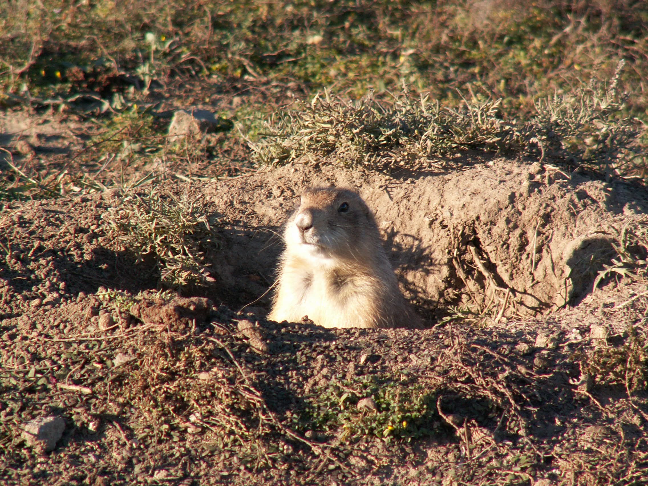 Little Icons of the Wichitas