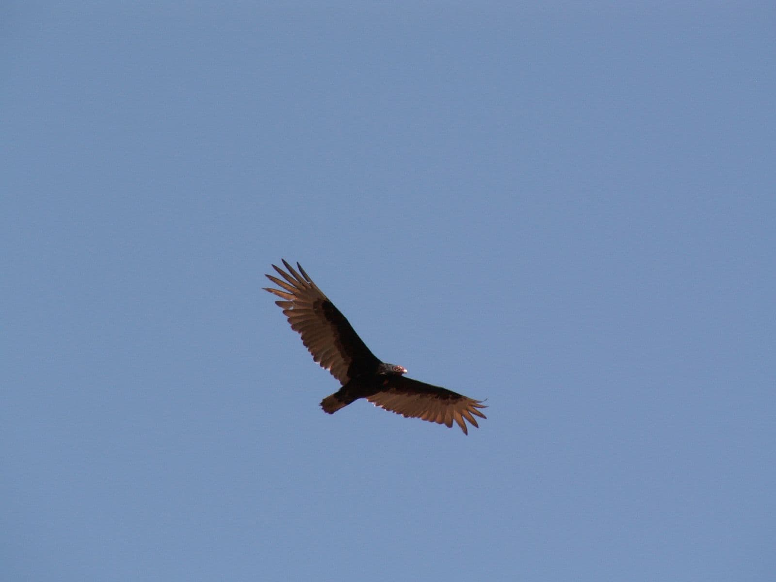 Turkey Vulture