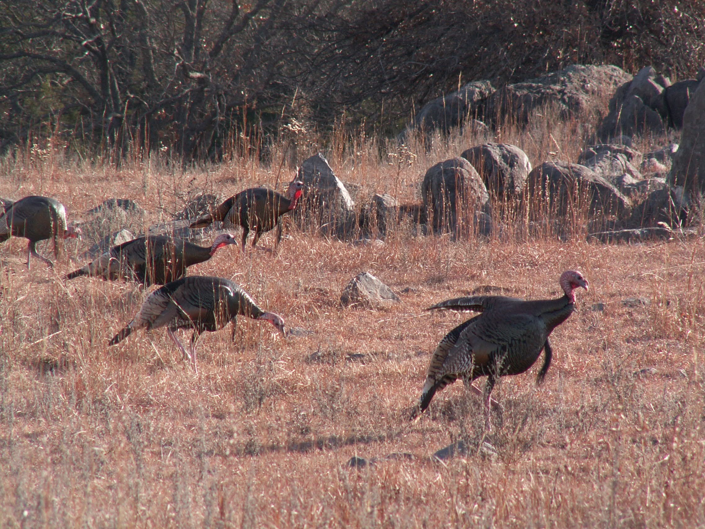 Wild Turkeys
