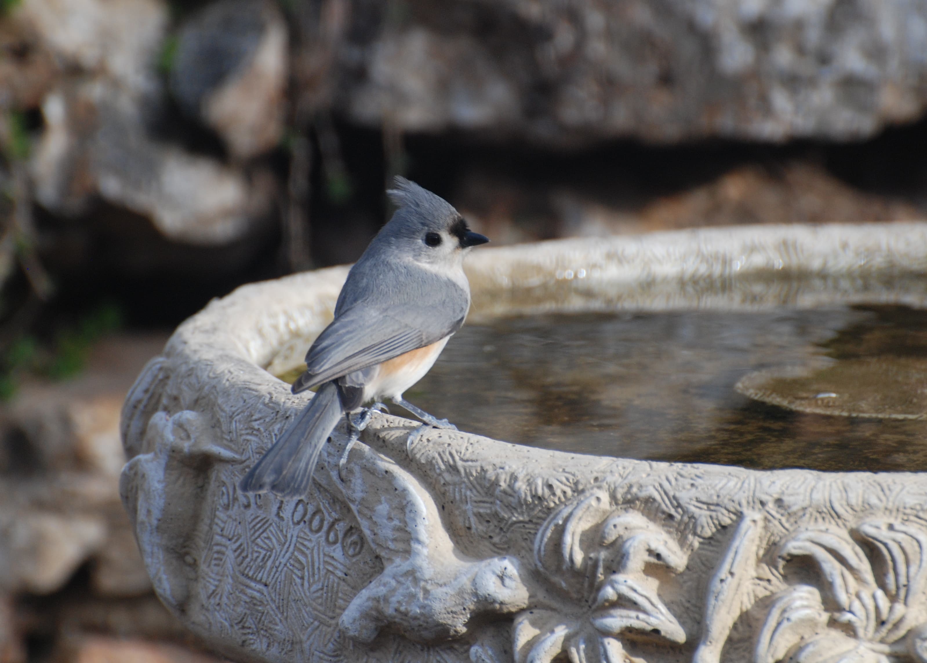 Tufted Titmouse