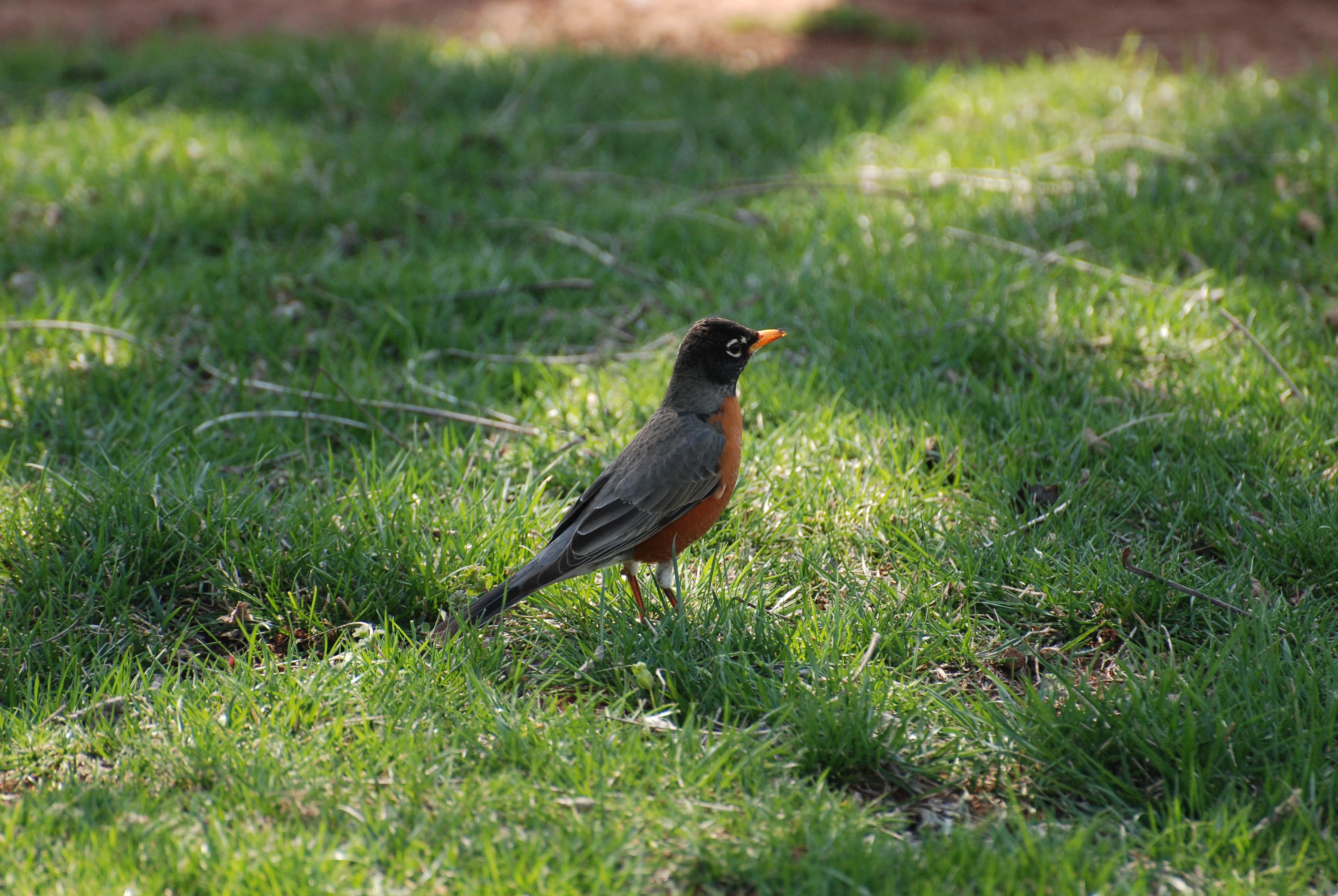 American Robin - A True Early Bird