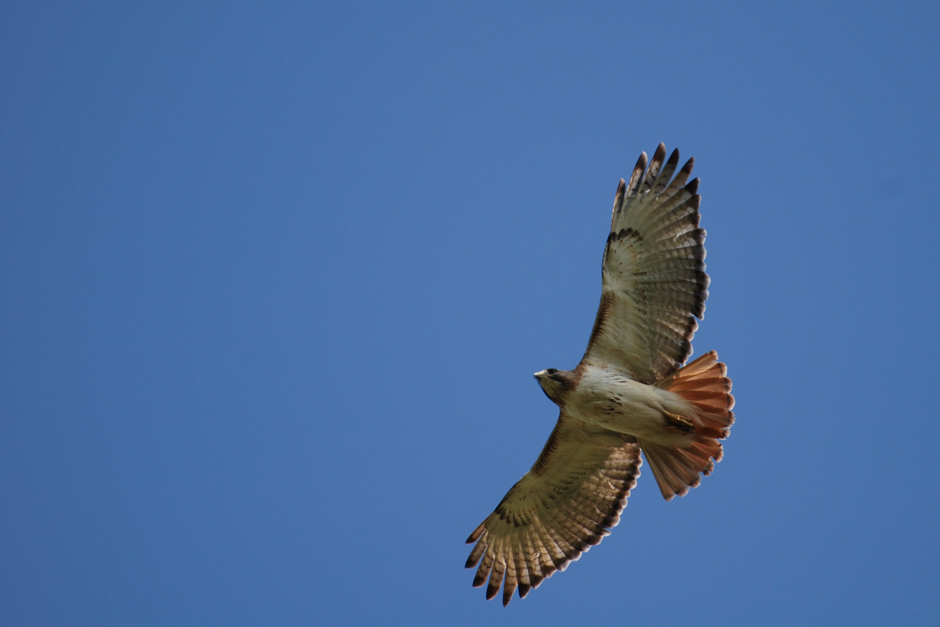 A Red-tailed Hawk in flight