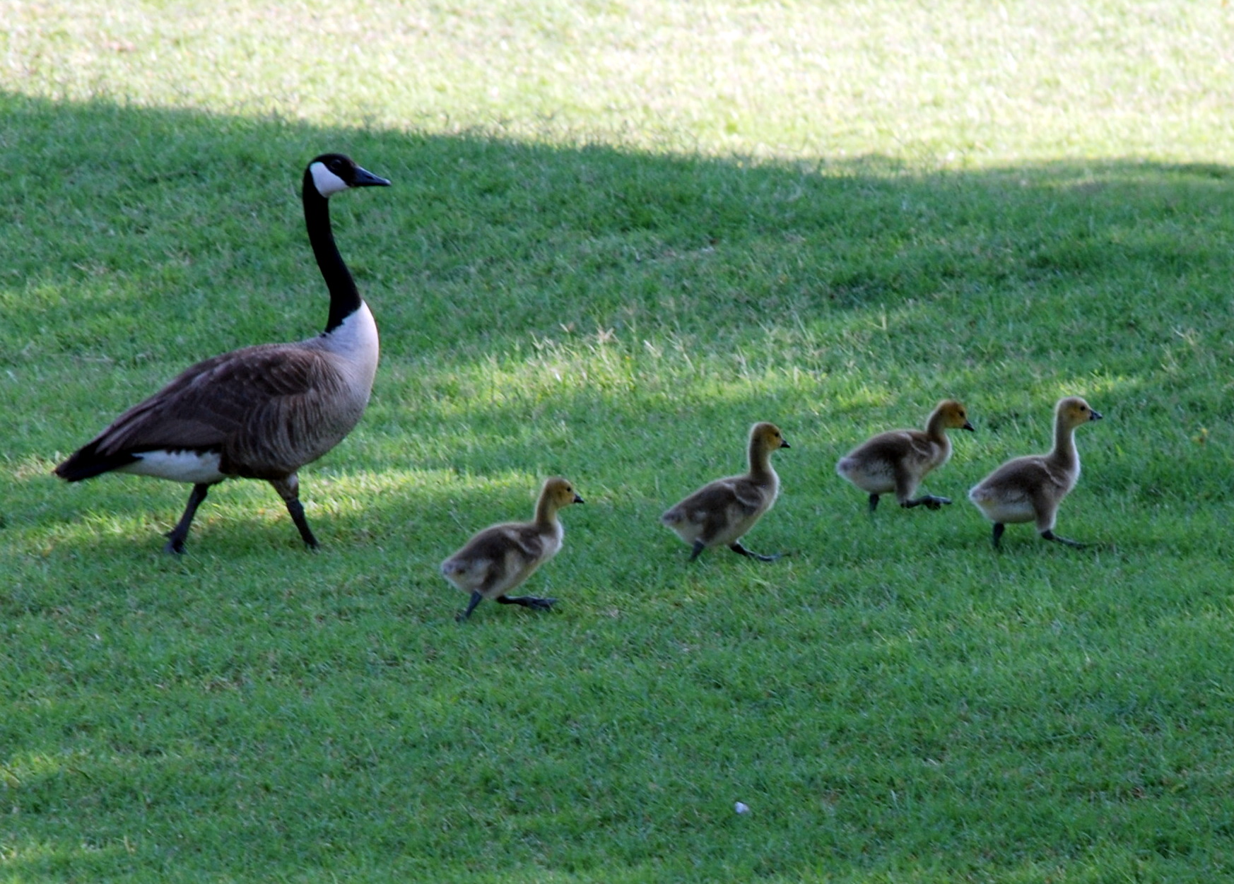 Canada Geese