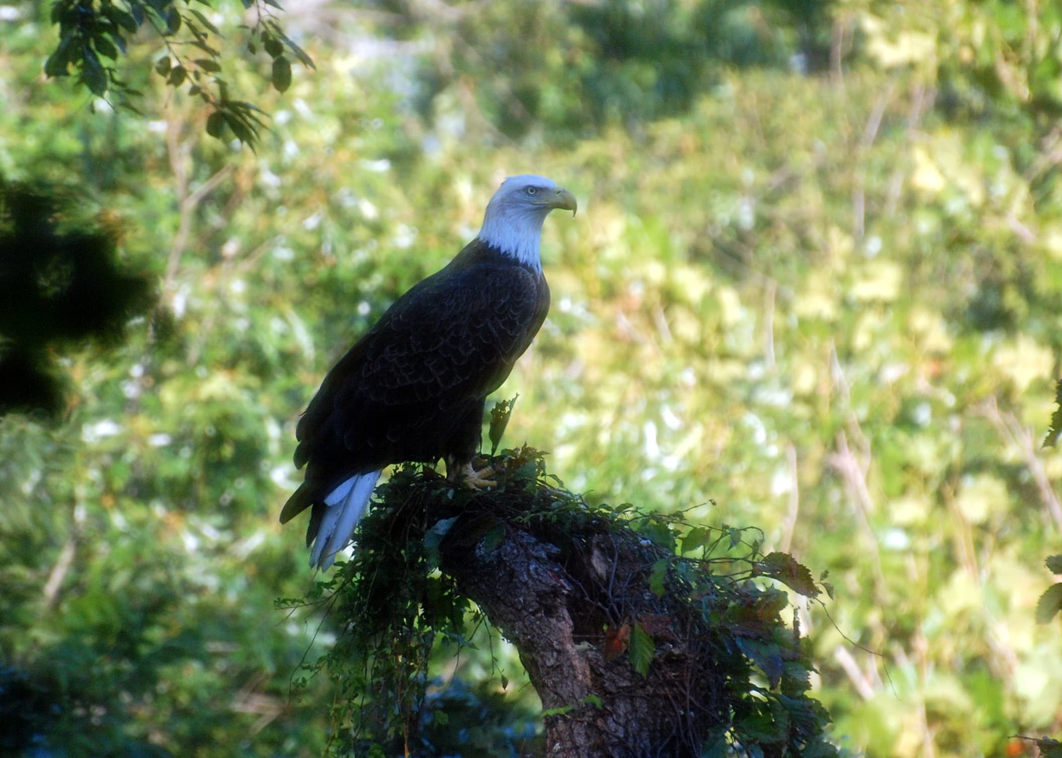 Bald Eagle