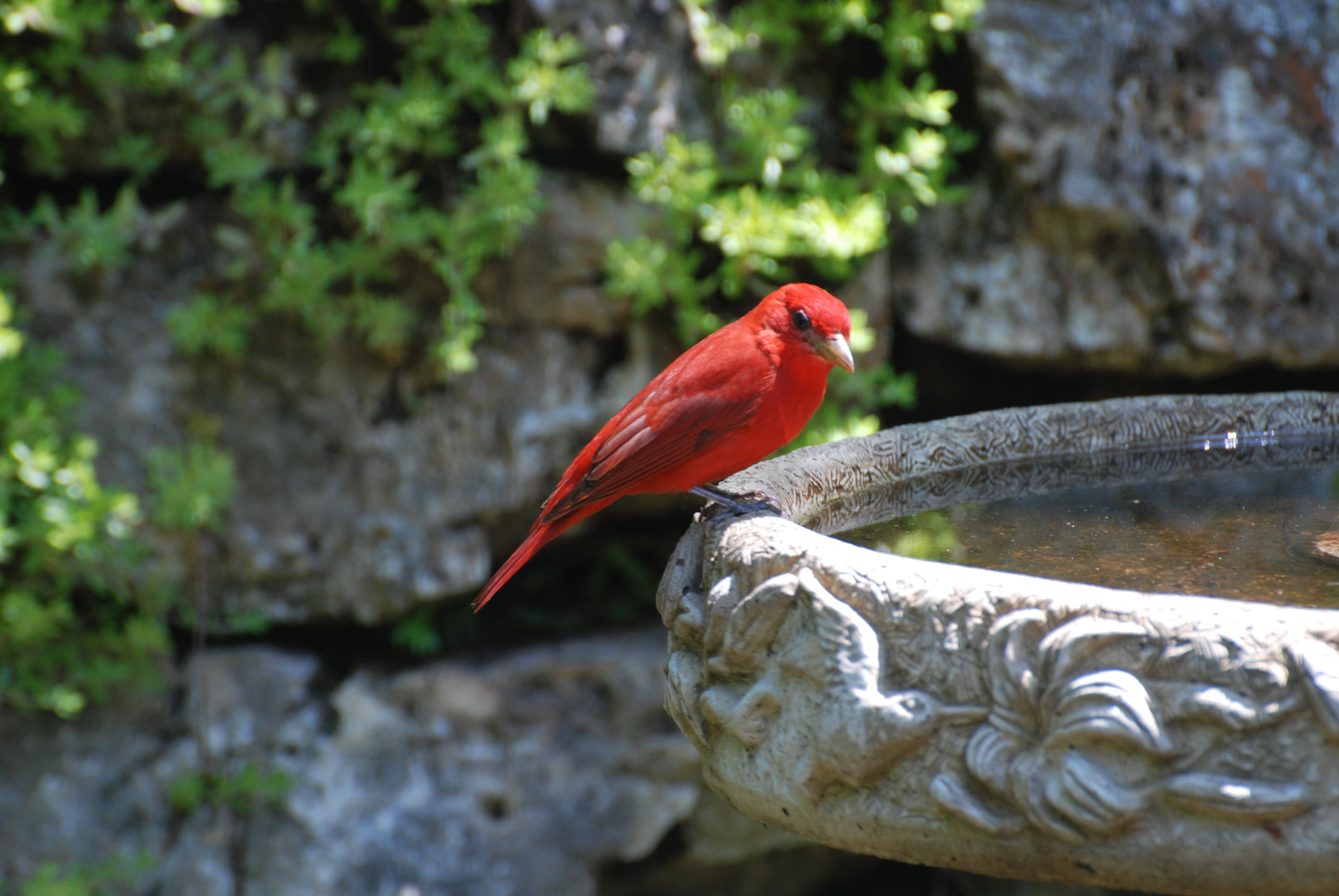 Male Summer Tanager