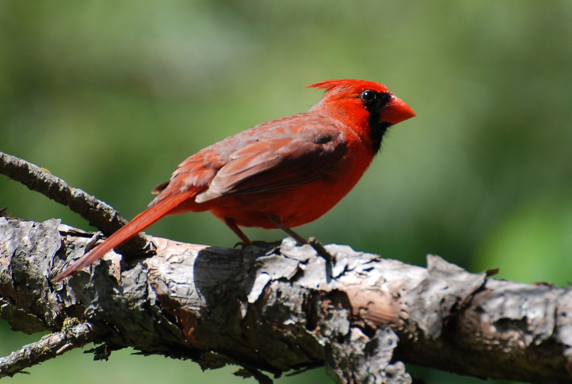 Red Cardinal