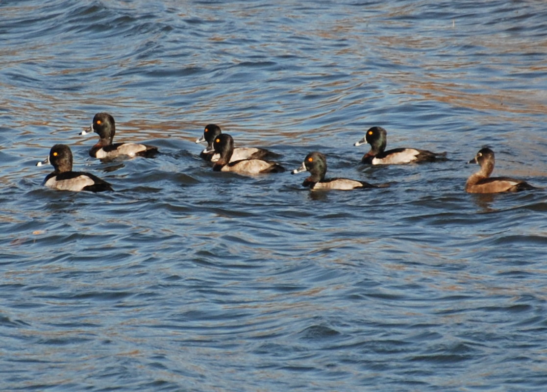 Ring-necked Ducks