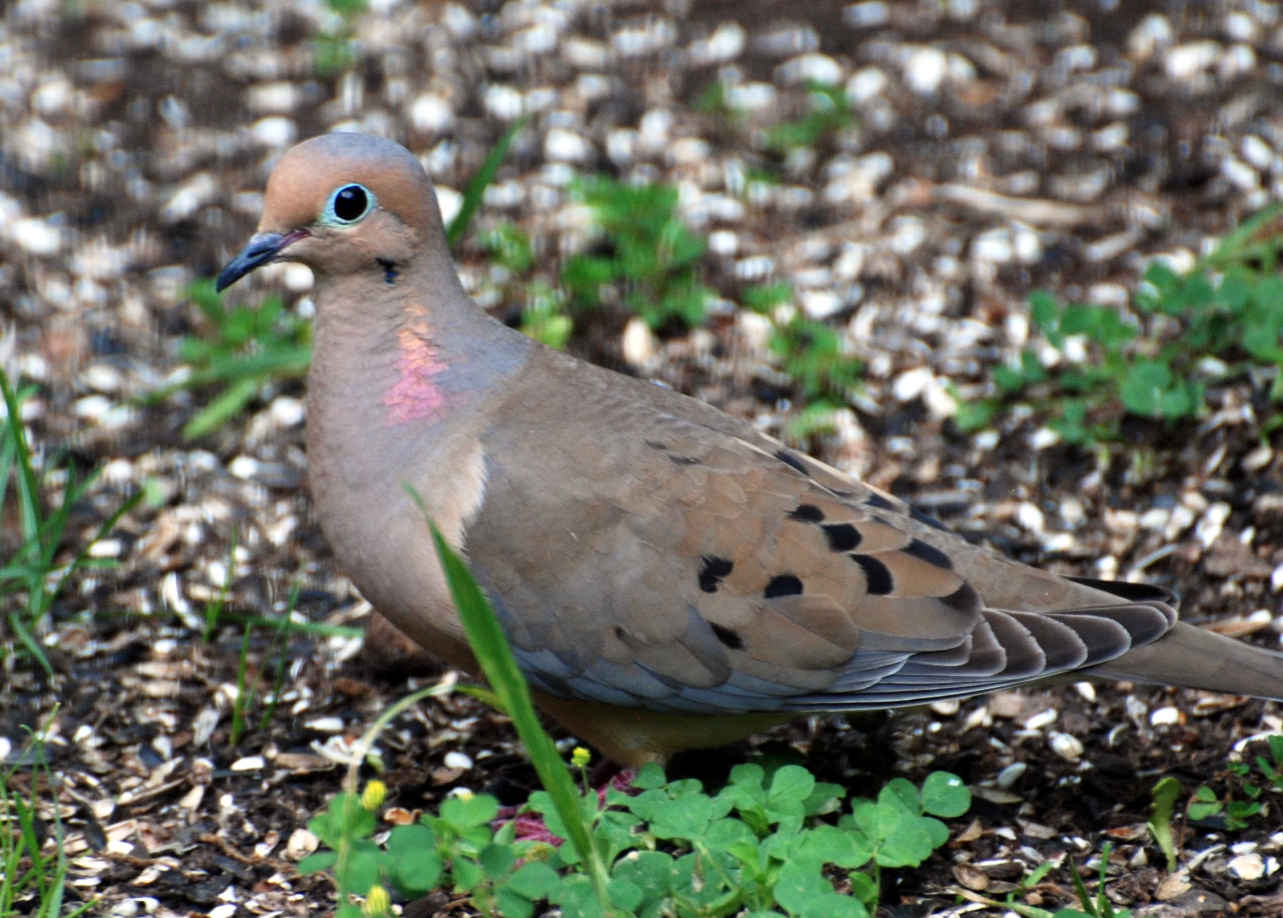 Mourning Dove