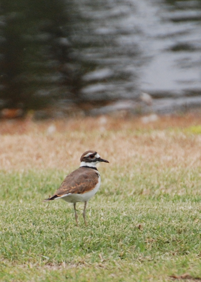 Killdeer 