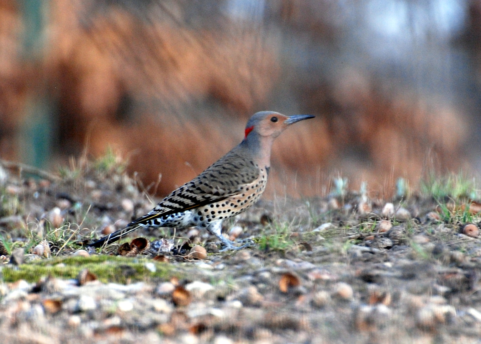 Yellow-Shafted Northern Flicker