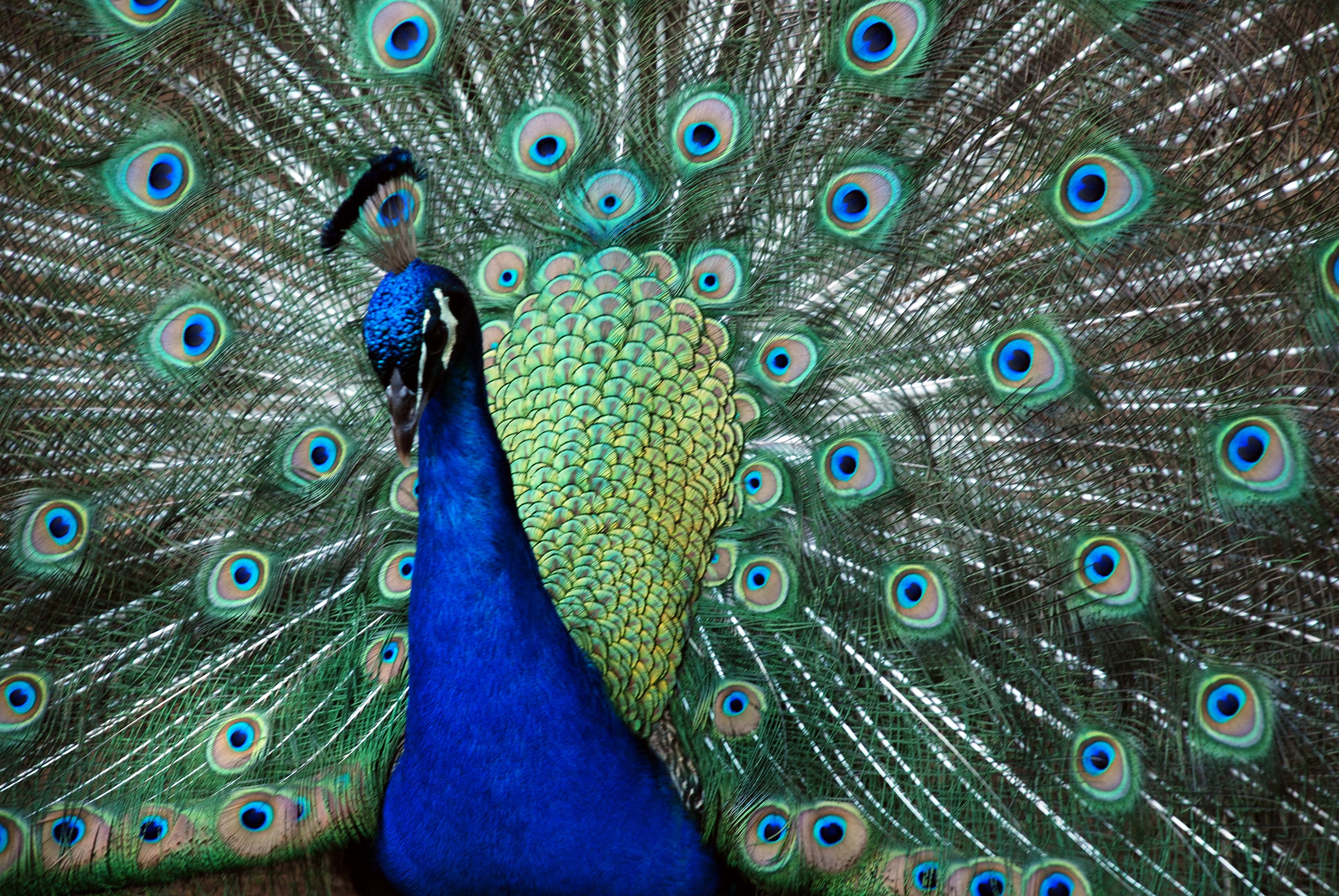 He Only Has Eyes For You