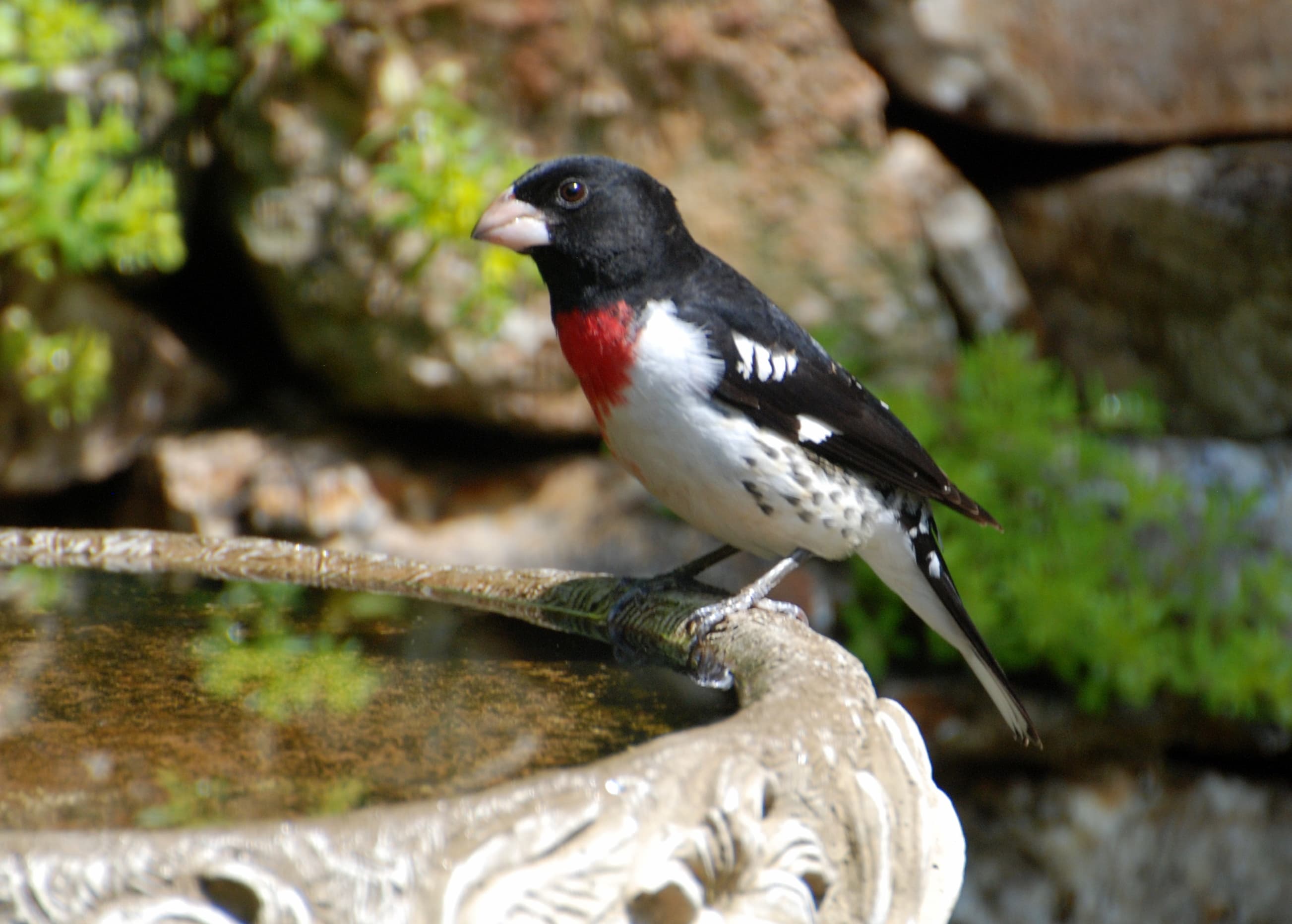 Male Rose-breasted Grosbeak