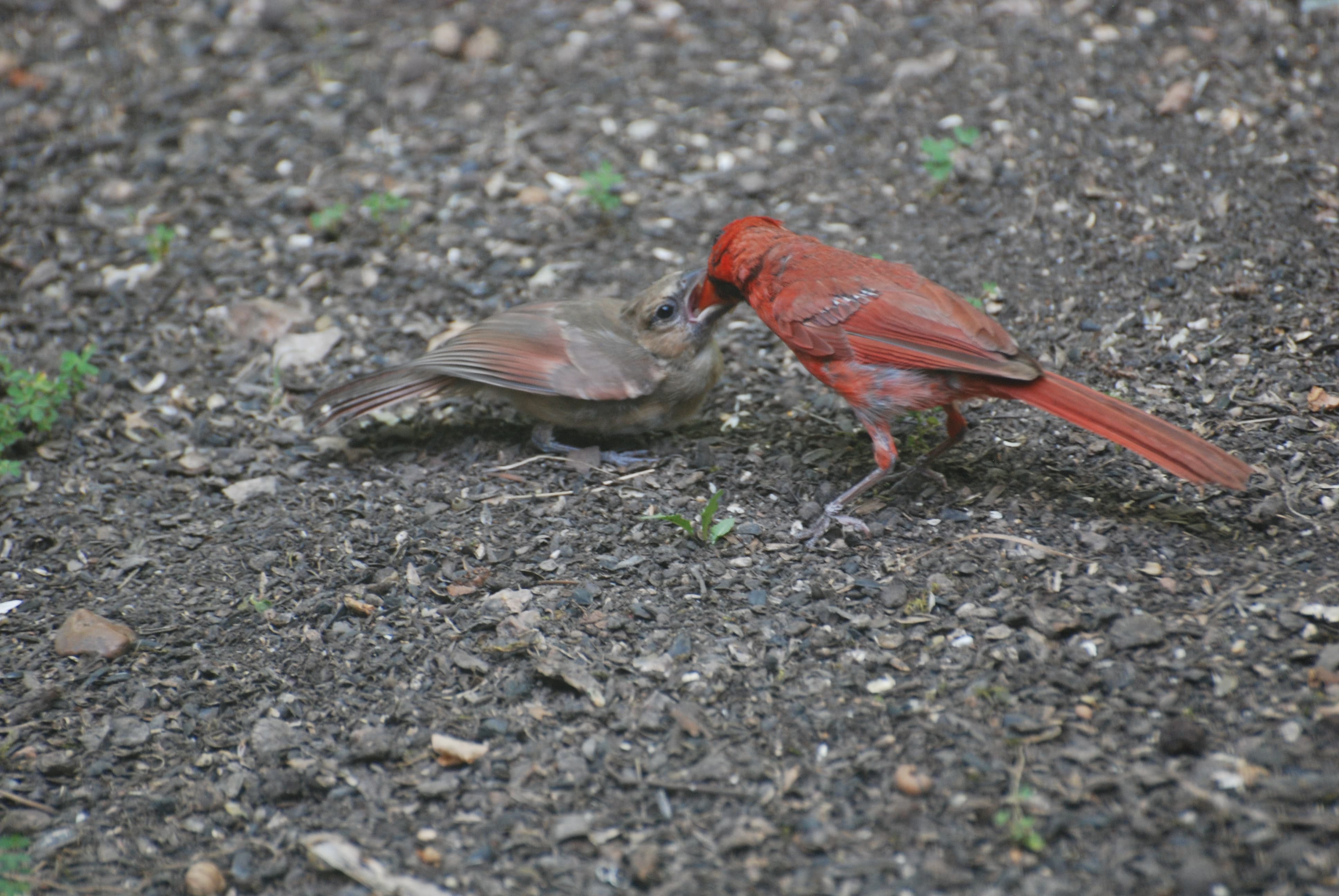 Kissing Cardinals
