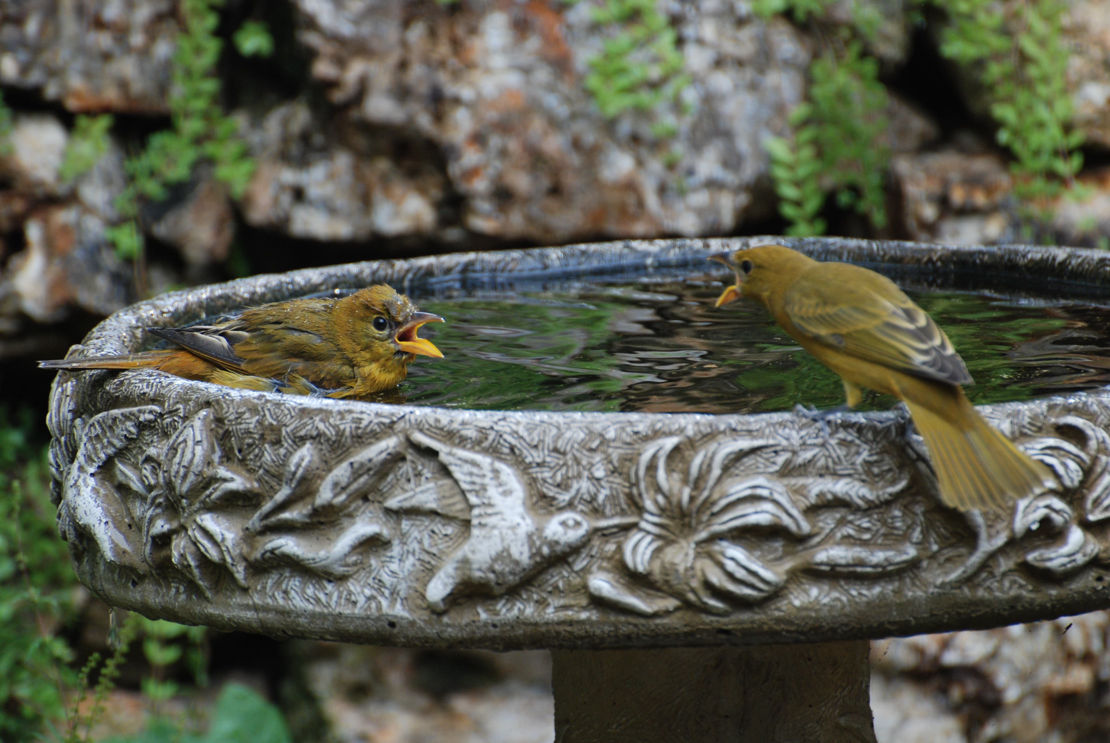 Female Summer Tanagers